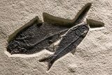 Museum Quality Fossil Fish Mortality Plate - Ready to Hang #370784-7